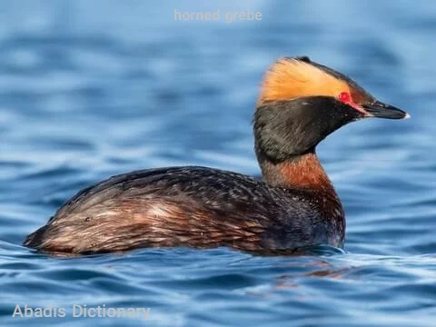 horned grebe